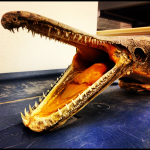 Alligator gar 2 rows upper jaw