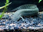 marbled African lungfish (Protopterus aethiopicus)
